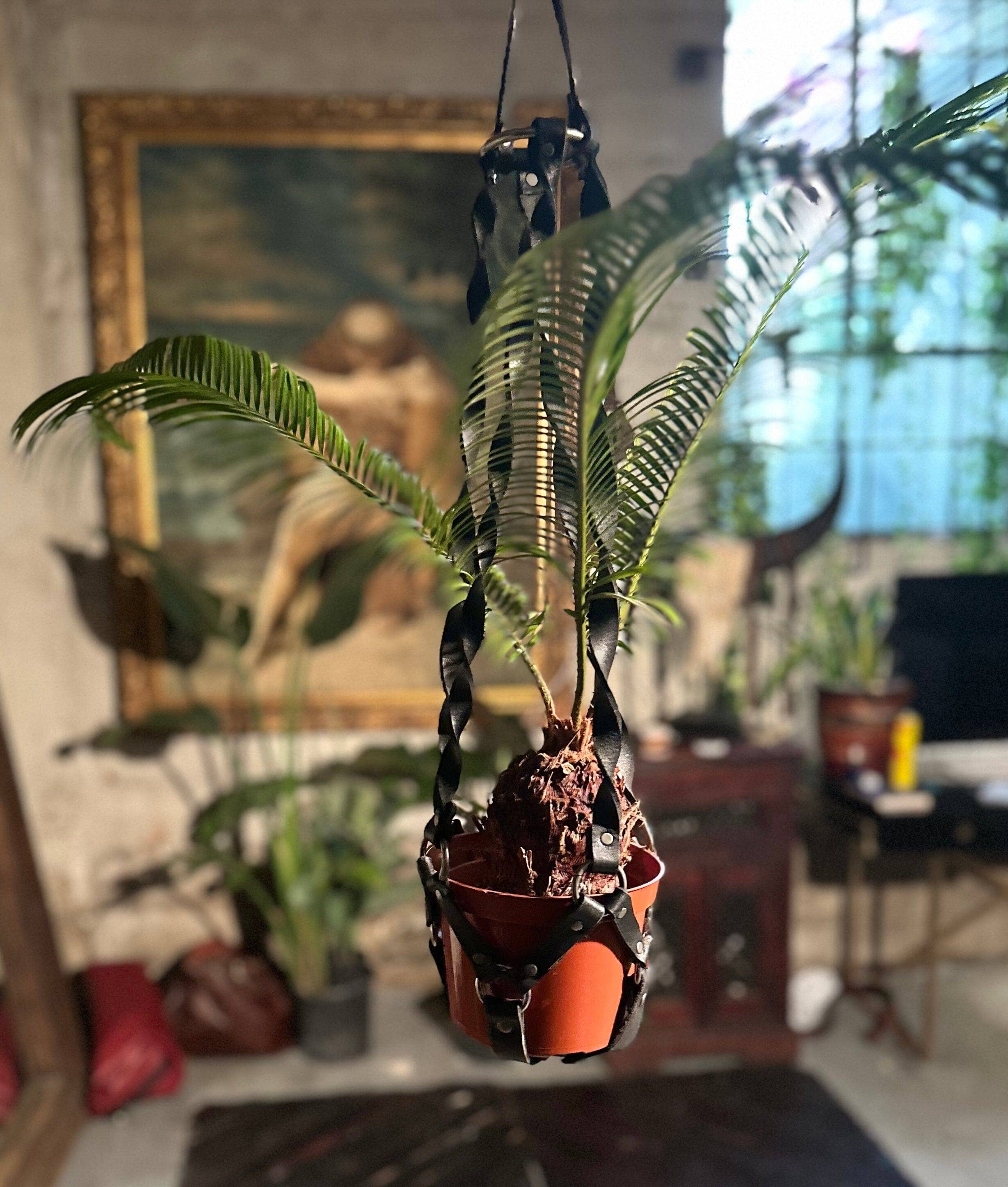 Hanging Leather Strap Plant Holder - Eco Friendly & Sustainable Style | Sheehan&Co - Sheehan and Co.
